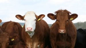 Des vaches en train de paturer